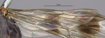 Media type: image;   Entomology 26598 Aspect: Wing hind